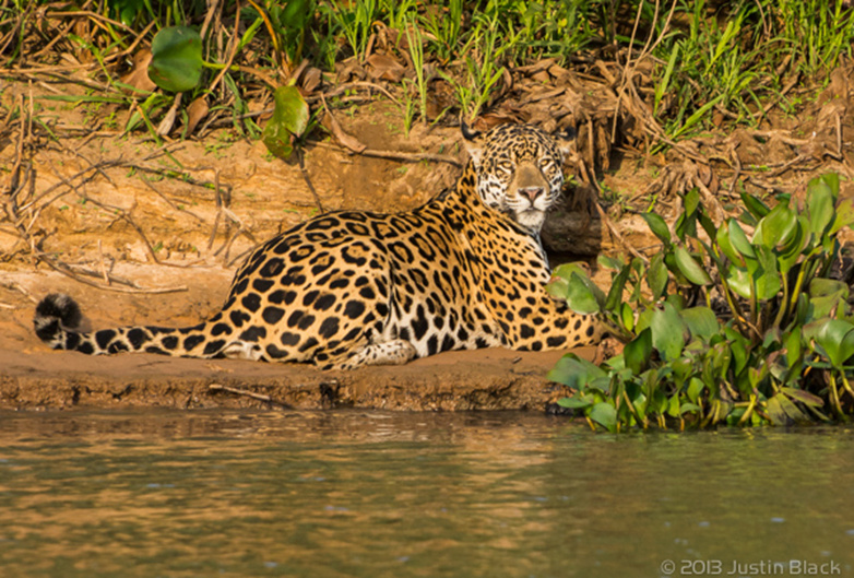 8faits effrayants sur les jaguars 2--53