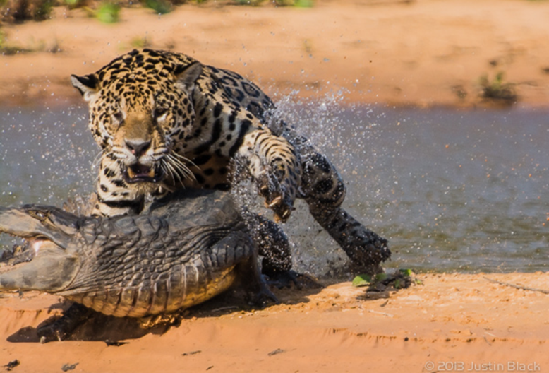 8faits effrayants sur les jaguars 2-212