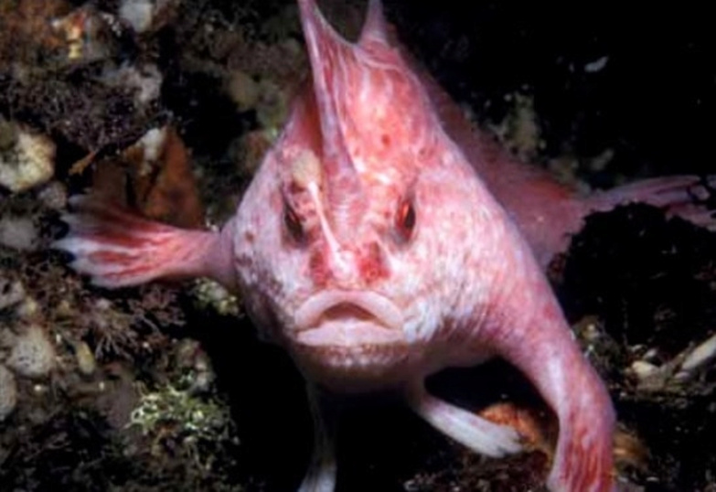 22ans après sa disparition, un poisson « à deux mains » très rare apparaît en Australie 2-96