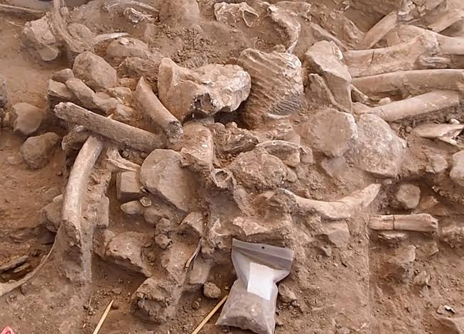 Elle a 37 000 ans. Les restes d'une femelle mammouth révèlent des preuves de l'existence des premiers humains en Amérique du Nord 23102