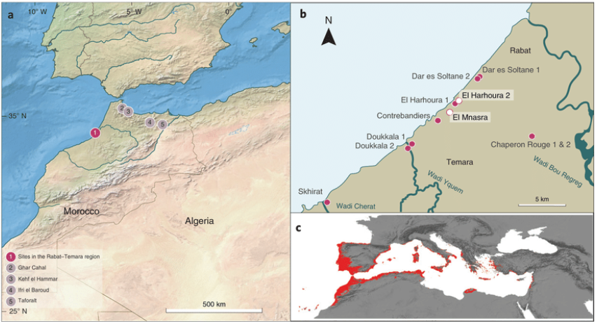 The first use of olives in Africa around 100,000 years ago 2347