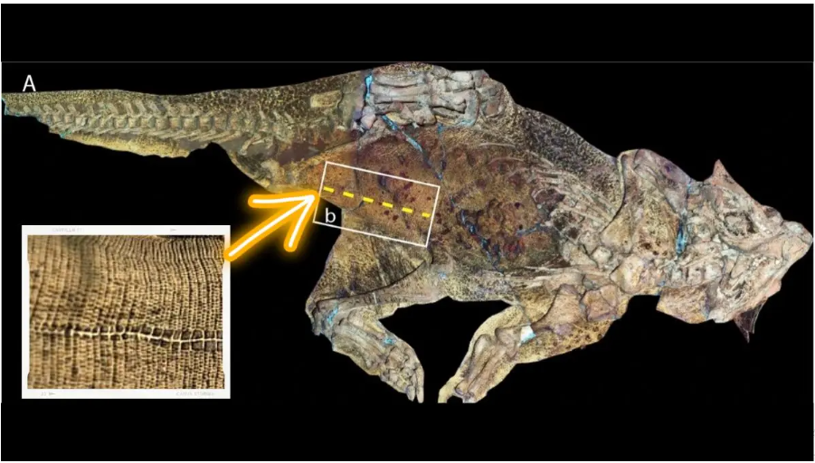 علماء يكتشفون أقدم سُرة في حفرية لديناصور عاش خلال العصر الطباشيري بالصين 2534
