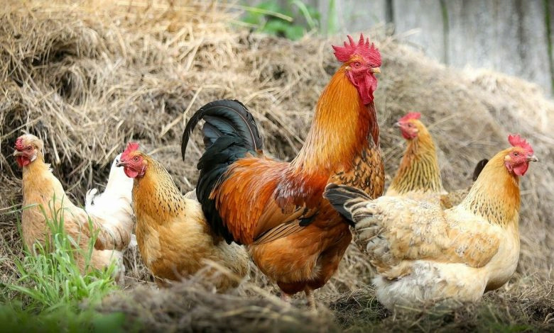 Étude britannique : les humains ont adoré le poulet pendant longtemps avant de découvrir son goût délicieux 273