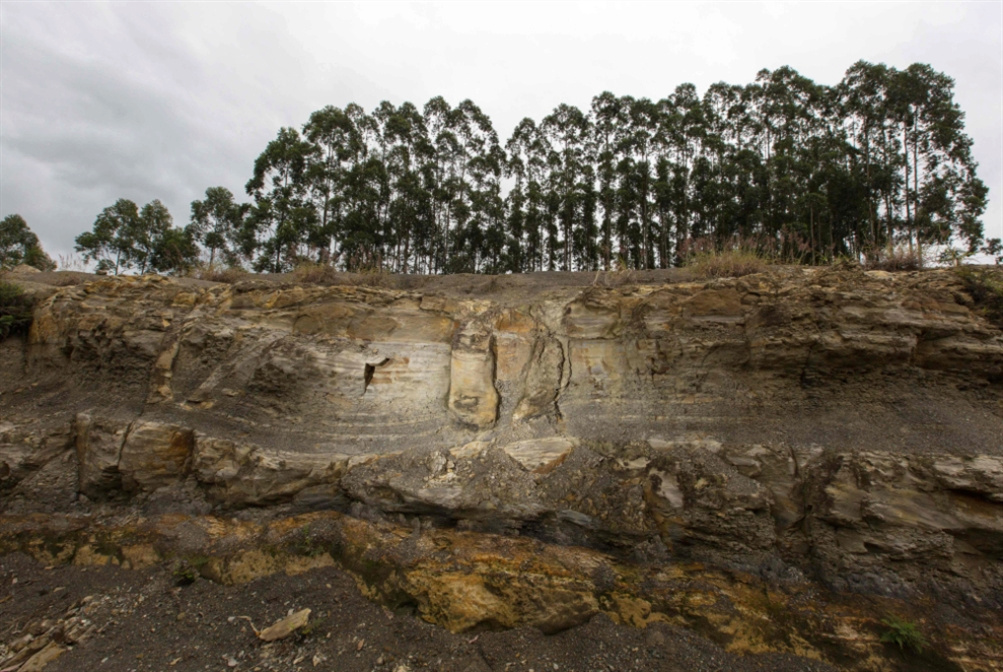 Des fossiles d'arbres découverts dans une forêt vieille de 290 millions d'années 280