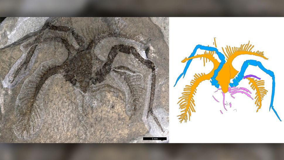 Son âge est de près d'un demi-milliard d'années... la découverte d'un animal marin plus vieux que les dinosaures 3340