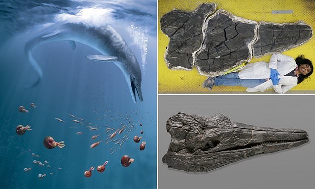 الكشف عن أحفورة لمخلوق زاحف بحري عملاق جاب الكوكب قبل 246 مليون عام 39107