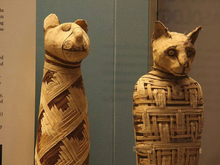 مومياوات الحيوانات.. لماذا حنط المصري القديم القطط والكلاب والتماسيح؟ 3935
