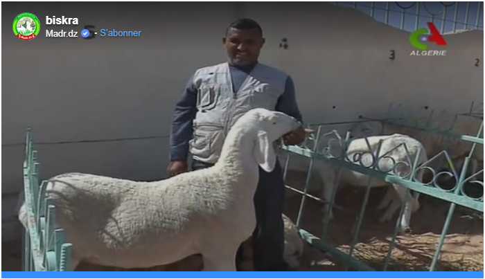 Le mouton d’Ouled Djellal, un véritable patrimoine pour l’Algérie 401022