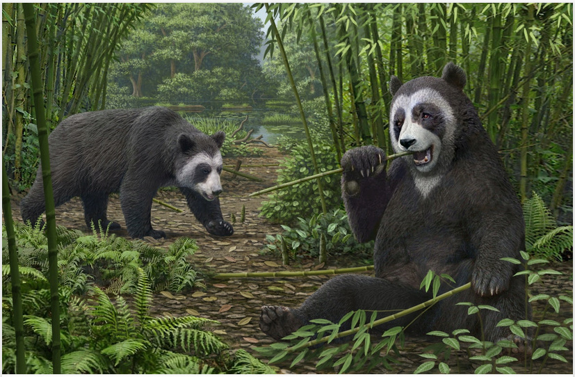 Des fossiles vieux de 6 millions d'années révèlent le secret du faux pouce du panda 737
