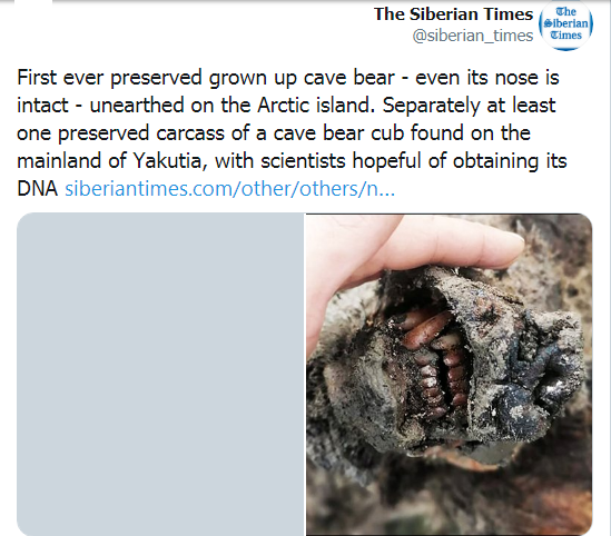 العثور على مومياء دب انقرض منذ 15 ألف عام في سيبيريا (صور) Aco_210