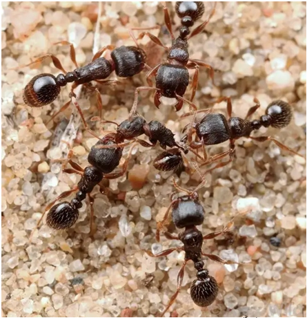 طرق بسيطة لطرد "اسراب النمل" من البيوت والحقول؟.  B29