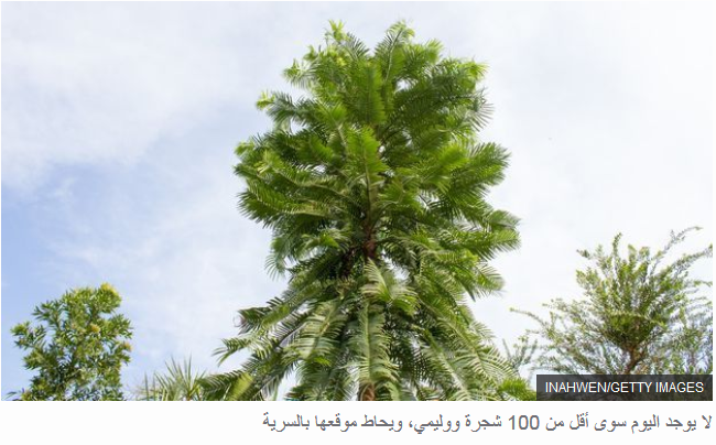 مهمة غير مسبوقة لإنقاذ أشجار نادرة "تعود إلى عصر الديناصورات" Iaa_ae11