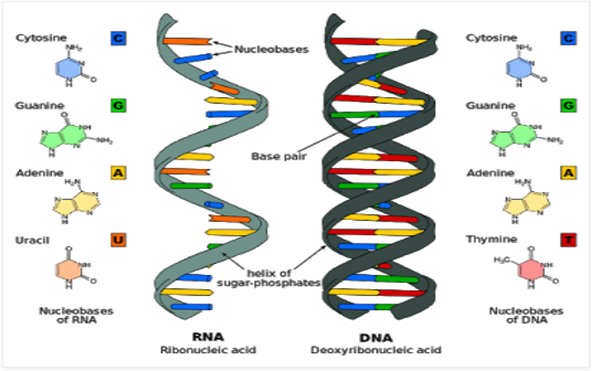 ما هو الDNA وكيف يتم الفحص المخبري؟ Sans_165