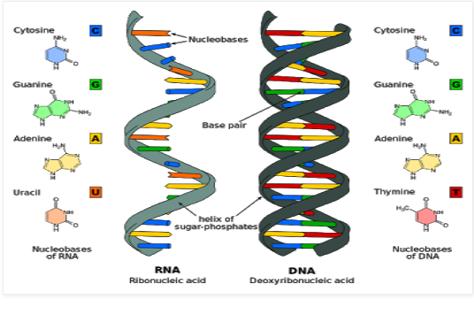 علم الجينات يتضح لنا أن بياض البشرة و تلون العيون و الشعر الأشقر صفات عند لأمازيغ Sans_263