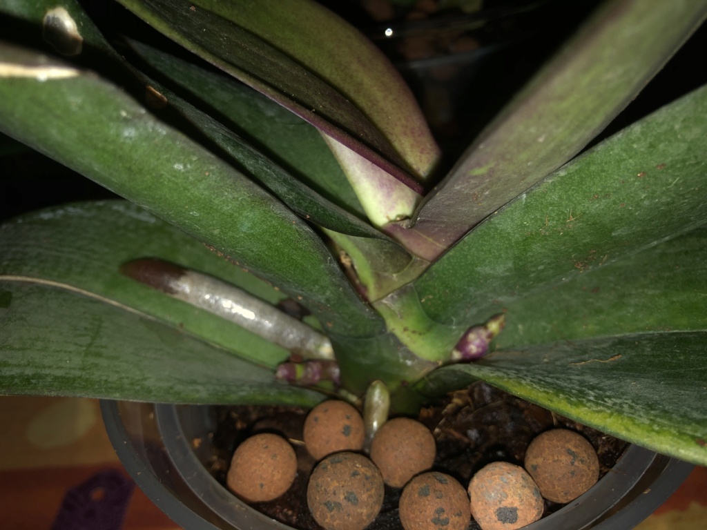 Phalaenopsis HELP !  E9f4d910