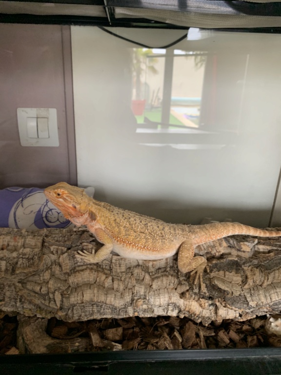 Mon pogona ne veut pas s’alimenter  D6218010