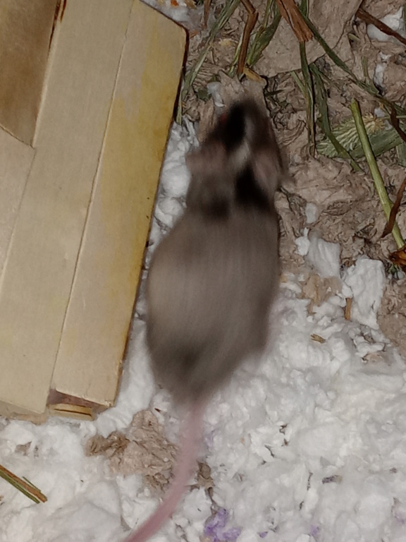 New mouse dad 20210110