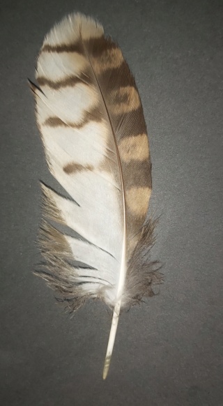 Quelques plumes inconnues  20211111