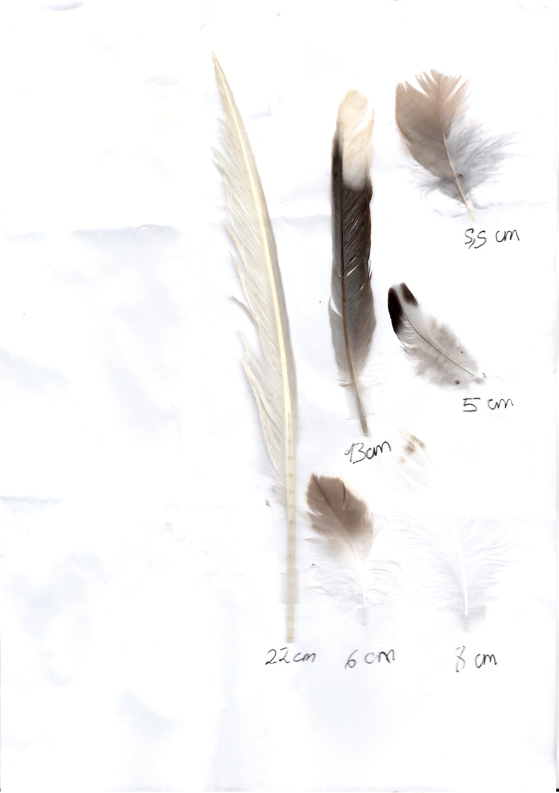 Quelques plumes inconnues  Epson011