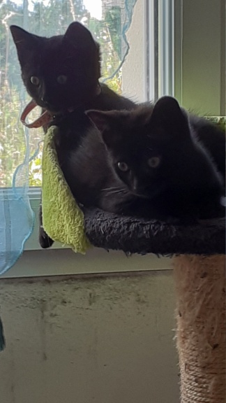 SONY, chaton mâle robe noire, né le 15/06/21 20210916