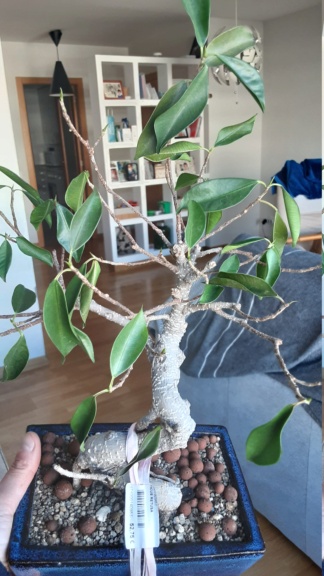 Ficus retusa malito 20220213
