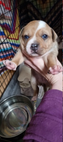 Picking up a eight week old female in four weeks.  20230310