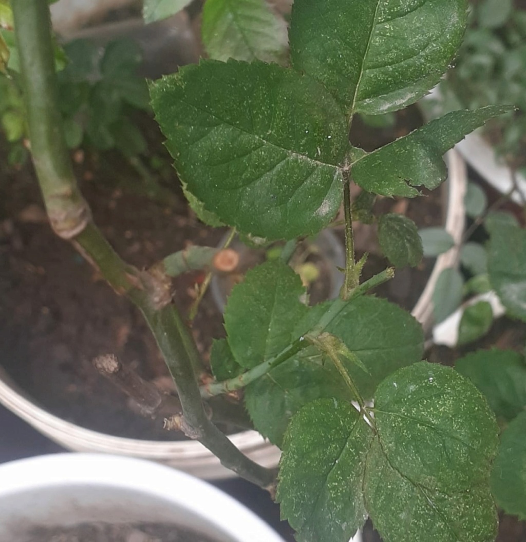 ¿Realmente mi planta está mal? Whatsa23
