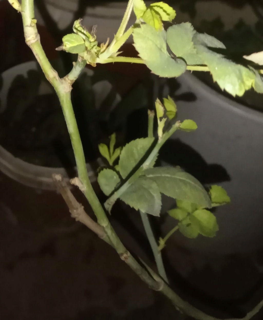¿Realmente mi planta está mal? Whatsa27