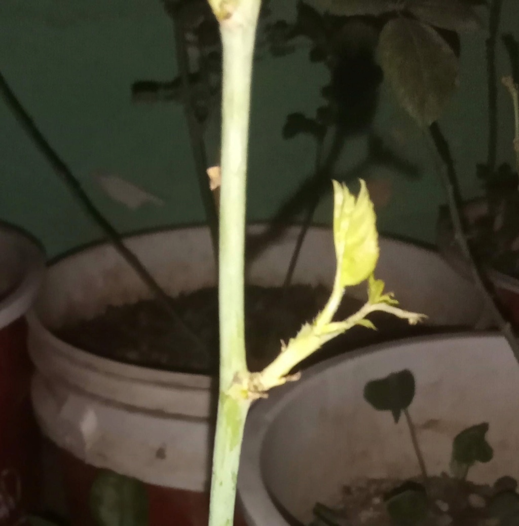 ¿Realmente mi planta está mal? Whatsa29