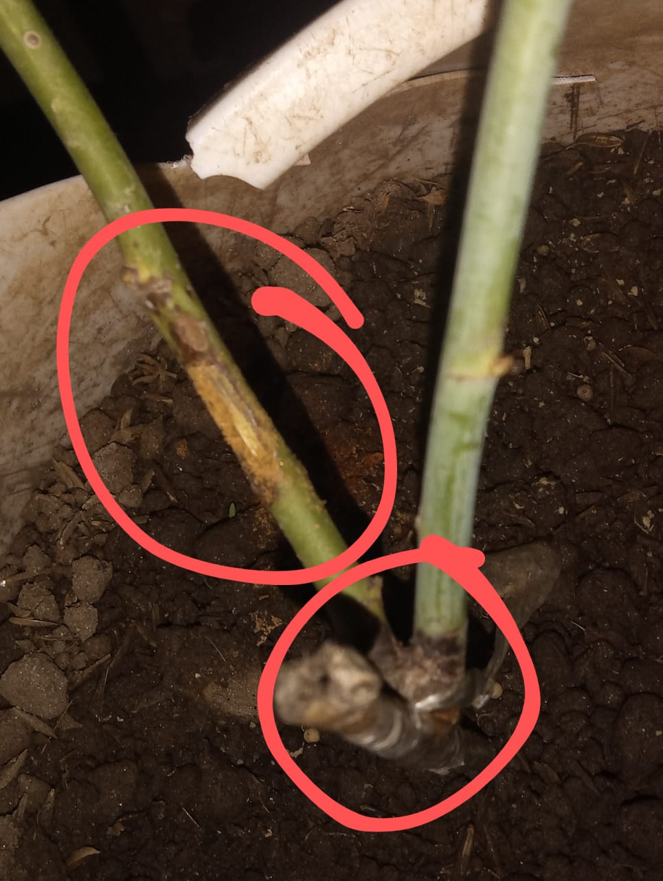 ¿Realmente mi planta está mal? Whatsa30