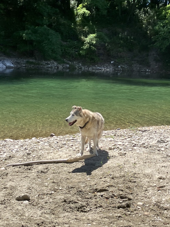 Louna x husky (f) 3 ans pas de femelles ASSO:26 ADOPTEE Img_2211