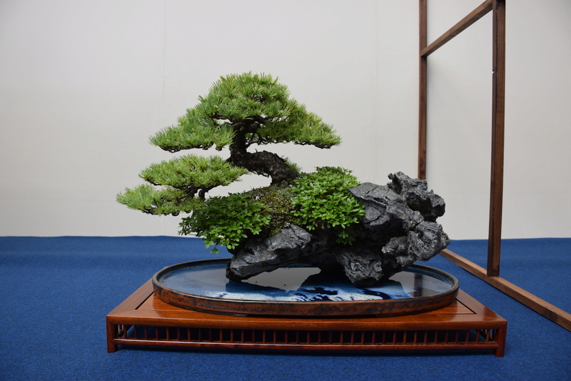 The 8th World Bonsai Convention, SAITAMA CITY Dsc_0143