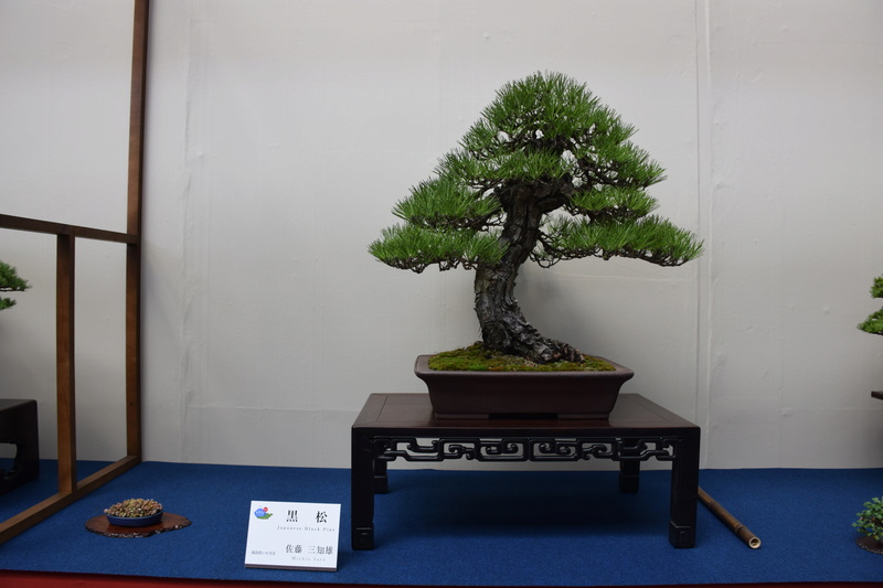 The 8th World Bonsai Convention, SAITAMA CITY Dsc_0148