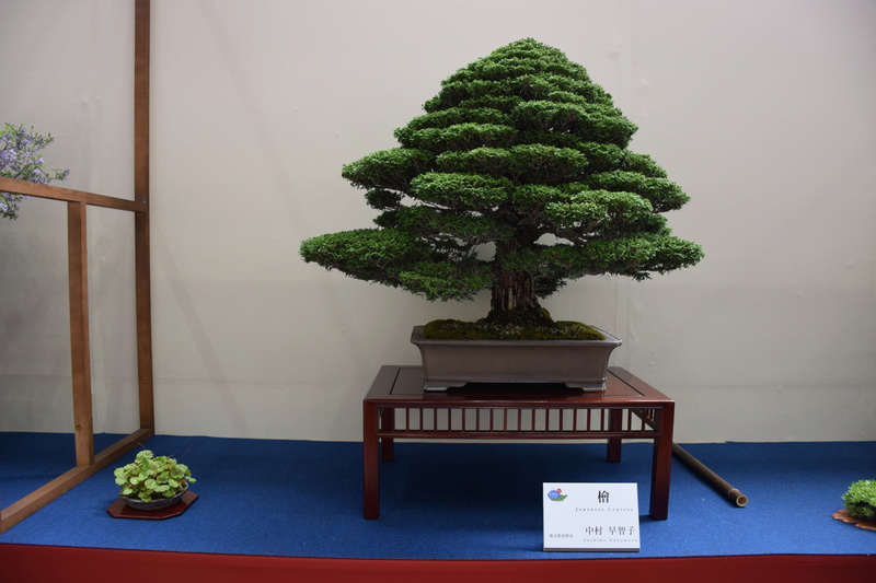 The 8th World Bonsai Convention, SAITAMA CITY Dsc_0246