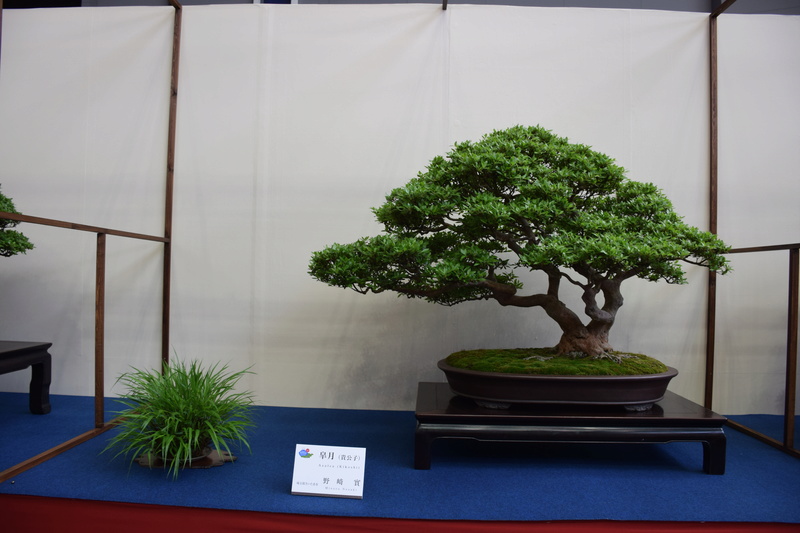 The 8th World Bonsai Convention, SAITAMA CITY - Page 2 Dsc_0303