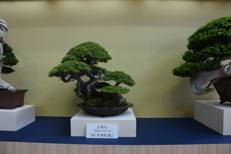 The 8th World Bonsai Convention, SAITAMA CITY - Page 2 Dsc_0498