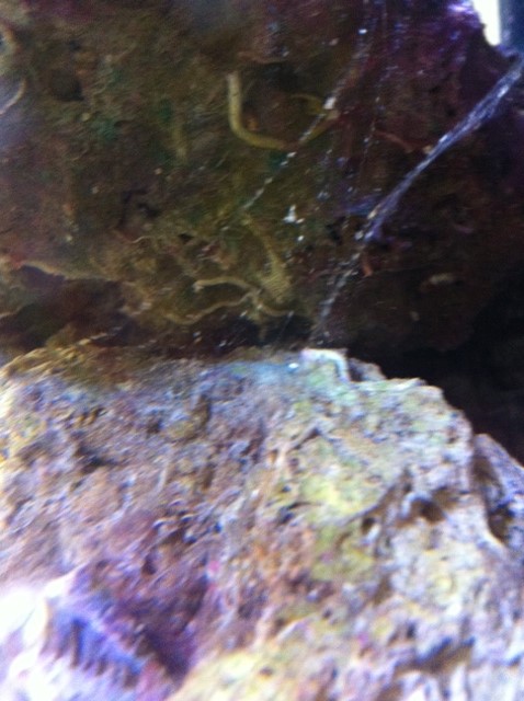 Encore un Blenny de plus ! - Page 2 Photo_10