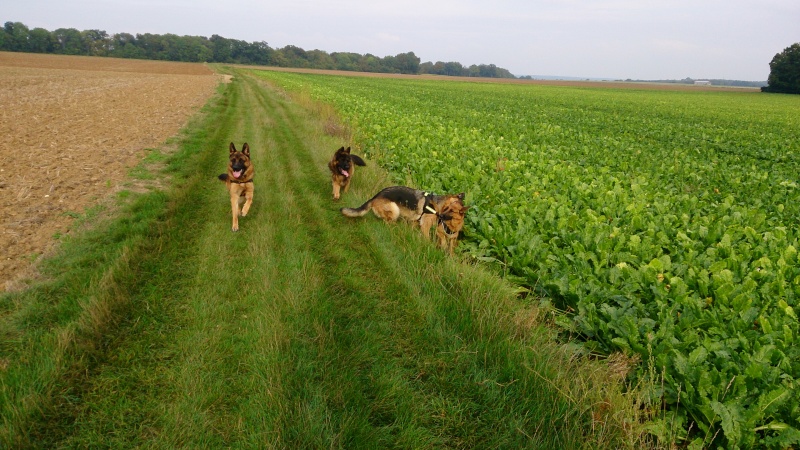 Dakota - Berger Allemand - F - adoptée en 2013 Dsc_0111