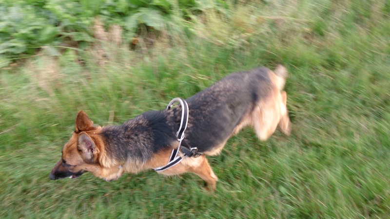 Dakota - Berger Allemand - F - adoptée en 2013 Dsc_0115