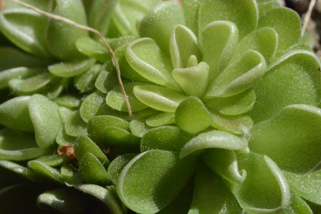 Quelques pinguicula Pingui11