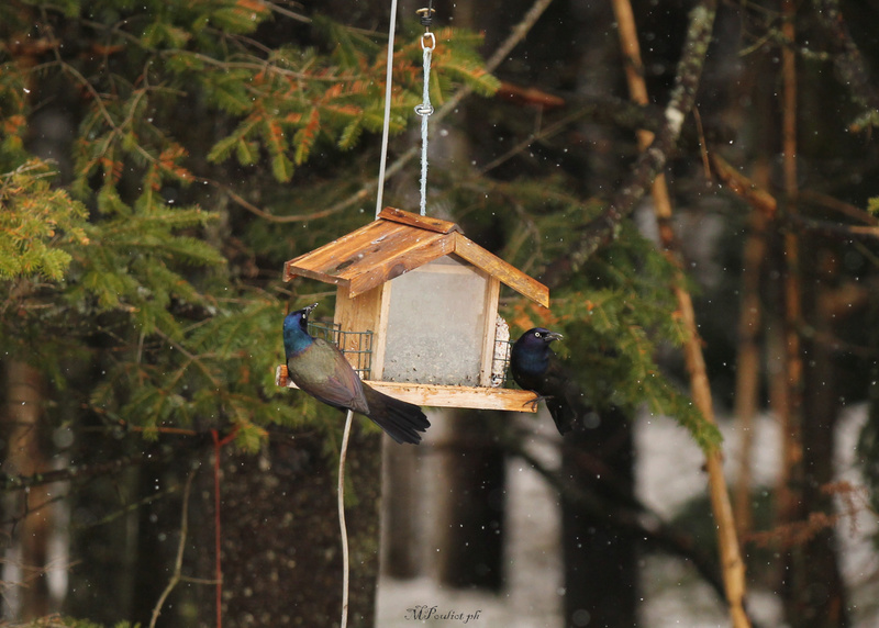 Tarins, junco, quiscale, tourterelle sont affamés aujourd'hui Img_9012