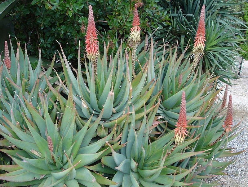 photo challenge avril - Page 11 Aloes410