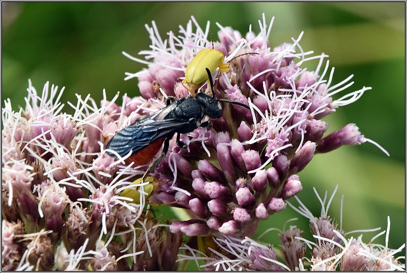 Tenthrède ? Non ==> [Sphecodes sp.] Tenthr11