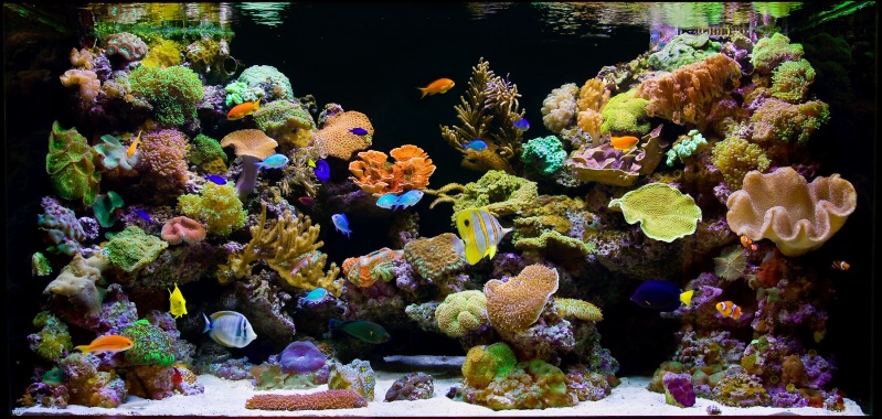 Bacs à coraux mous 68_1aq10
