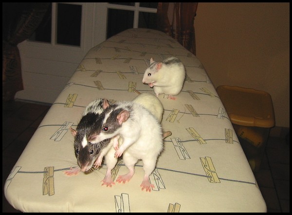 On peut repasser des rats à votre avis? P110