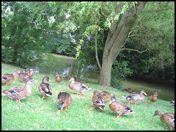 Le havre de paix des canards ... P1217