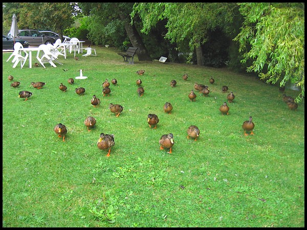 Le havre de paix des canards ... P141