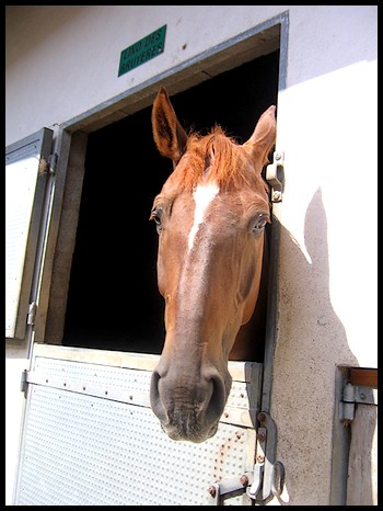 Pour ceux qui aiment les chevaux P318