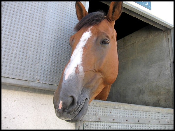 Pour ceux qui aiment les chevaux P517