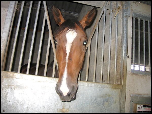 Pour ceux qui aiment les chevaux P815